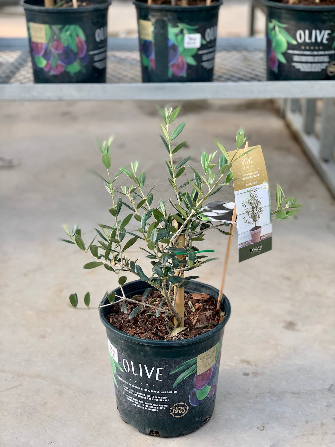 Olive Tree: Olea europaea 'Arbequina' - 8 inch pot - 1-3 foot tall