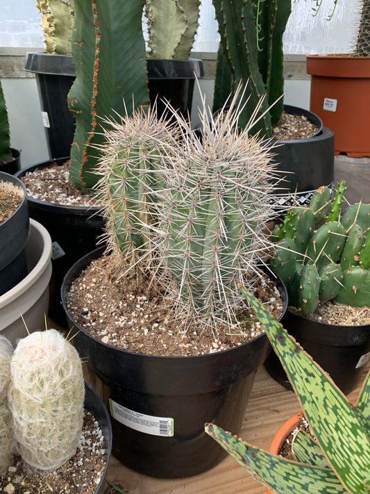 Elephant Cactus: Pachycereus pringleite 'False Saguaro' - 10 inch pot - 2 foot tall — indoor plant — indoor plant for sale by Promise Supply for delivery and pickup in Toronto.