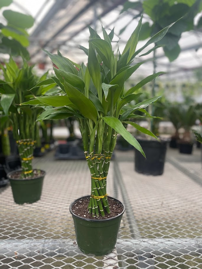Lucky Bamboo Torch Braid: Dracaena braunii - 6 inch pot — indoor plant — indoor plant for sale by Promise Supply for delivery and pickup in Toronto.