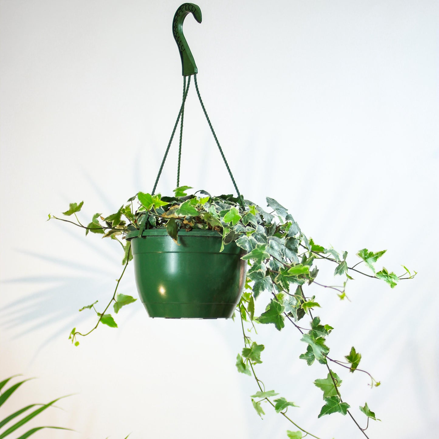 Variegated English Ivy: Hedera helix - 8 inch hanging basket — indoor plant — indoor plant for sale by Promise Supply for delivery and pickup in Toronto.