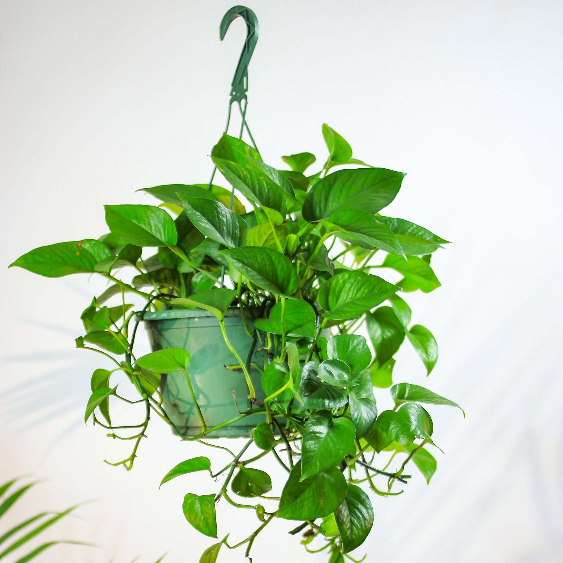 Pothos, Devil's Ivy, Money Plant, Money Vine (Epipremnum aureum) in a 10 inch pot. Indoor plant for sale by Promise Supply for delivery and pickup in Toronto