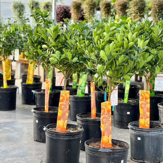 Orange Tree (Citrus × sinensis) in a 16 inch pot. Indoor plant for sale by Promise Supply for delivery and pickup in Toronto