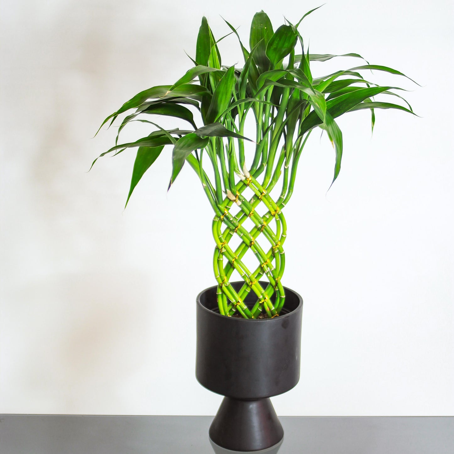 Lucky Bamboo 12 Stem Braid: Dracaena braunii - 6 inch pot — in black planter — indoor plant for sale by Promise Supply for delivery and pickup in Toronto.