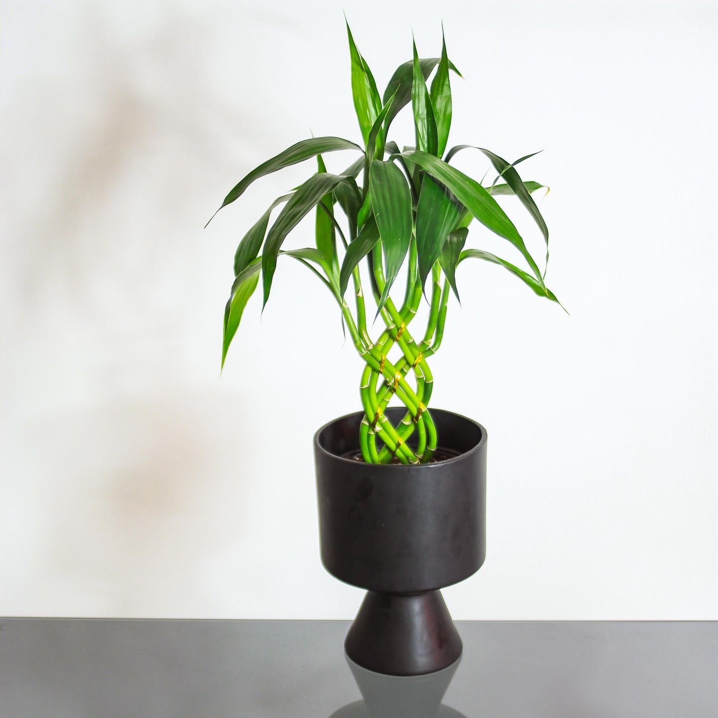Lucky Bamboo 8 Stem Braid: Dracaena braunii - 6 inch pot — in black planter — indoor plant for sale by Promise Supply for delivery and pickup in Toronto.