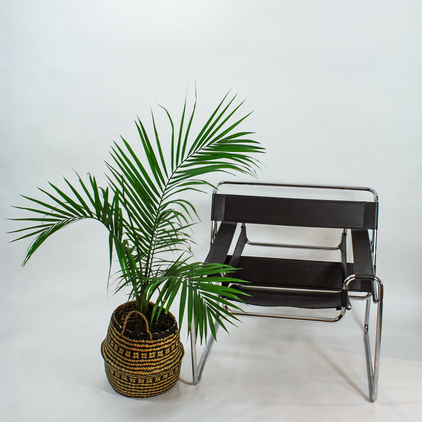 Majesty Palm, Majestic Palm (Ravenea rivularis) in a 10 inch pot. Indoor plant for sale by Promise Supply for delivery and pickup in Toronto