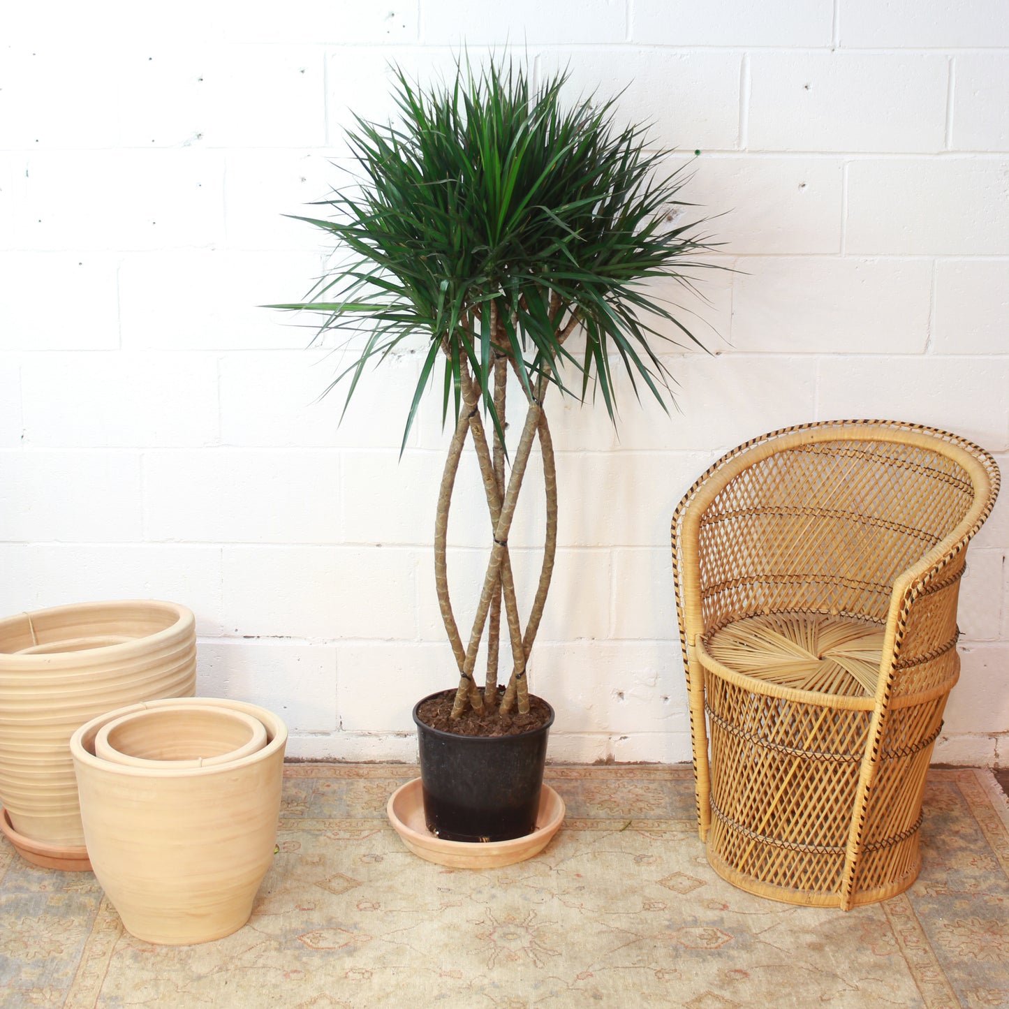 Zulu Weave Dragon Tree: Dracaena marginata - 10 inch pot - 5 foot tall — studio photo on white background — indoor plant for sale by Promise Supply for delivery and pickup in Toronto.