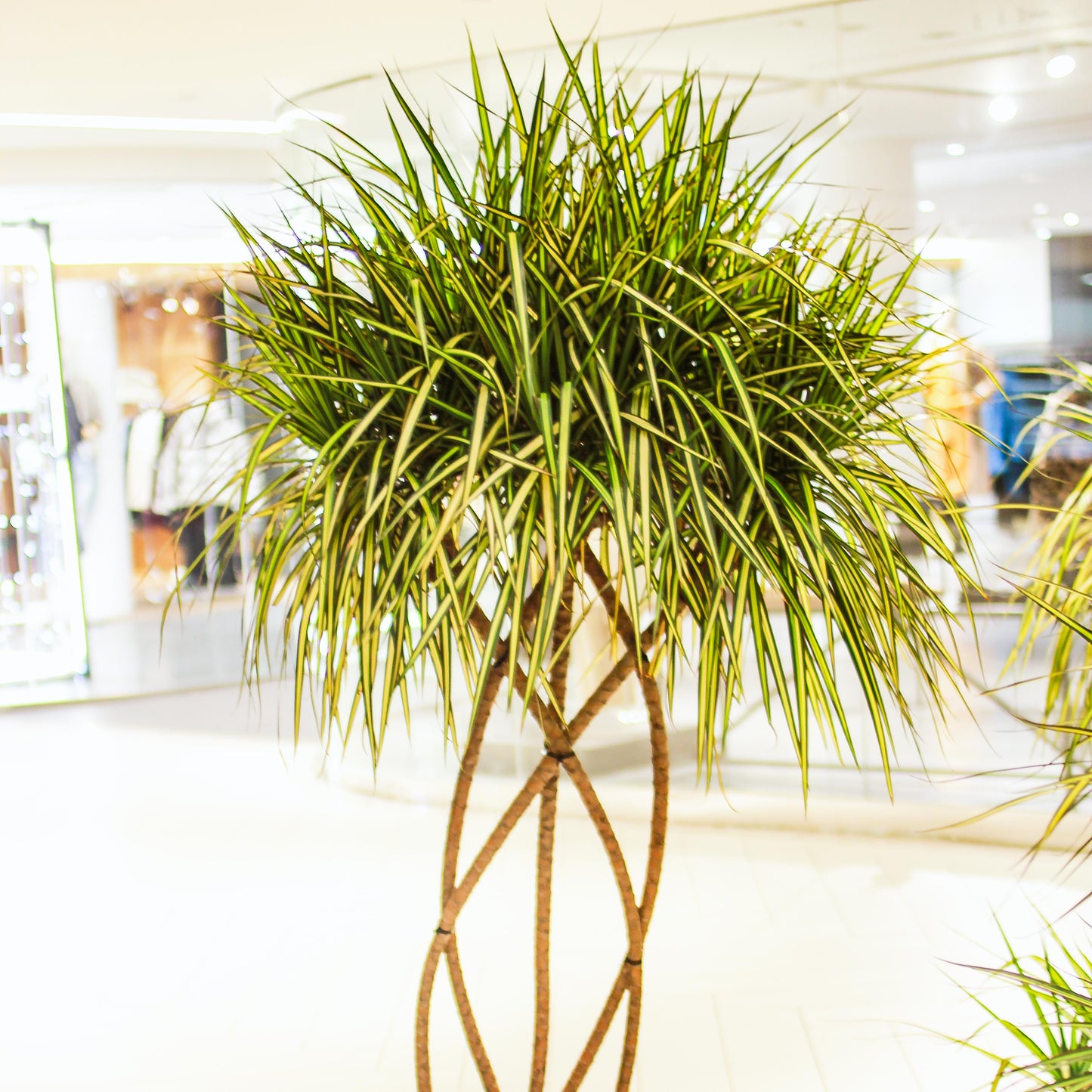 Kiwi Zulu Weave Dragon Tree: Dracaena marginata - 14 inch pot - 6 foot tall — studio photo on white background — indoor plant for sale by Promise Supply for delivery and pickup in Toronto.