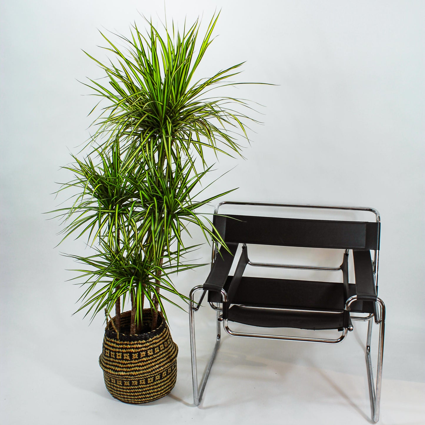 Dragon Tree Cutback Staggered (Dracaena marginata 'Kiwi') in a 10 inch pot. Indoor plant for sale by Promise Supply for delivery and pickup in Toronto