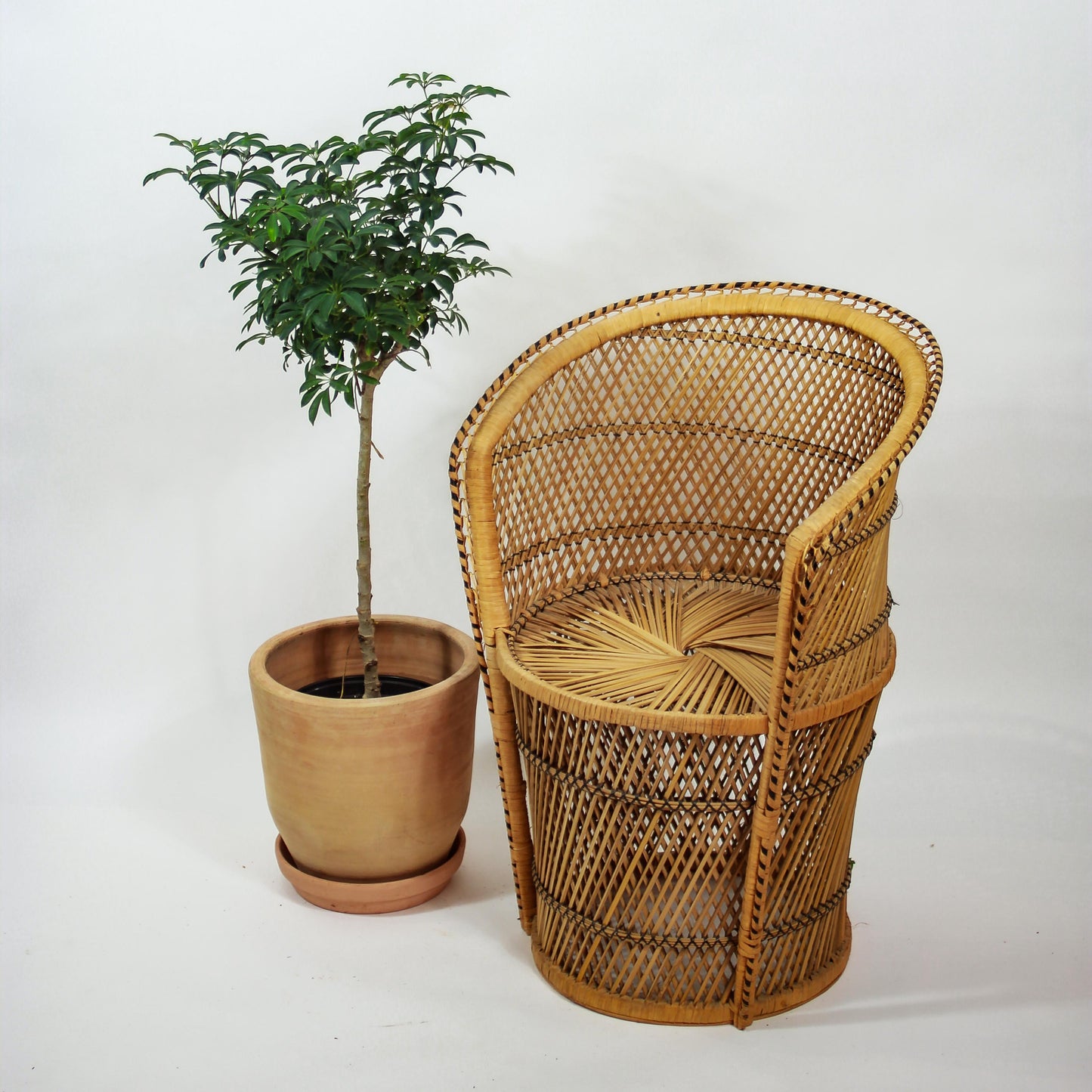 Dwarf Umbrella Tree: Schefflera arboricola - 8 inch pot — studio photo on white background — indoor plant for sale by Promise Supply for delivery and pickup in Toronto.