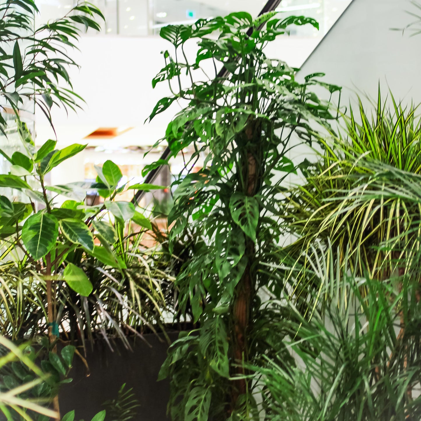 Swiss Cheese Vine Totem: Monstera adansonii - 14 inch pot - 6 foot tall — studio photo on white background — indoor plant for sale by Promise Supply for delivery and pickup in Toronto.