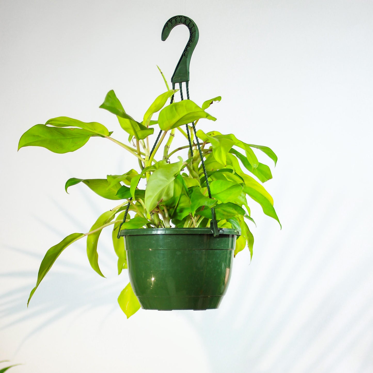 Neon: Philodendron hederaceum 'Lemon Lime' - 8 inch hanging basket — indoor plant — indoor plant for sale by Promise Supply for delivery and pickup in Toronto.