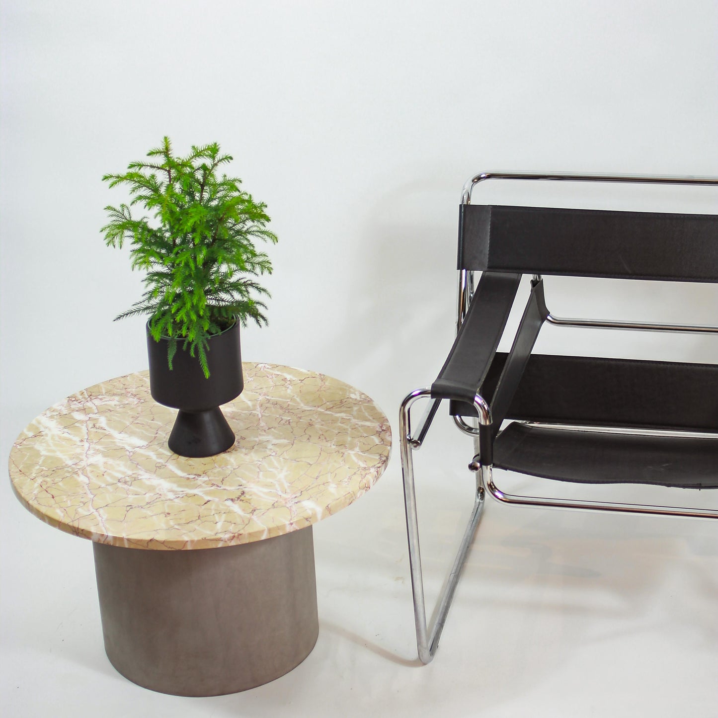 Norfolk Island Pine: Araucaria heterophylla - 6 inch pot — plant in pot — indoor plant for sale by Promise Supply for delivery and pickup in Toronto.