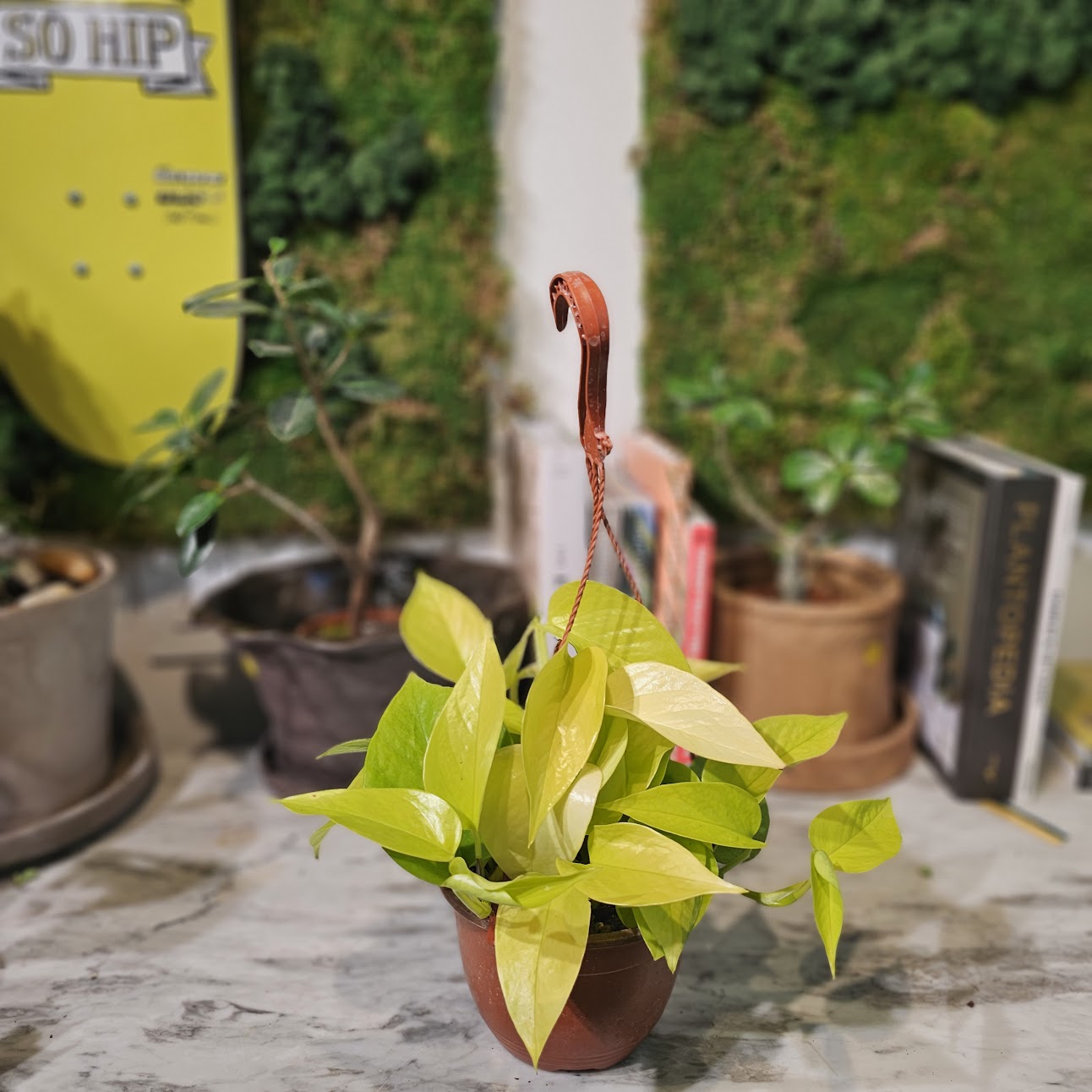 Neon Pothos: Epipremnum aureum - 6 inch hanging basket — indoor plant — indoor plant for sale by Promise Supply for delivery and pickup in Toronto.