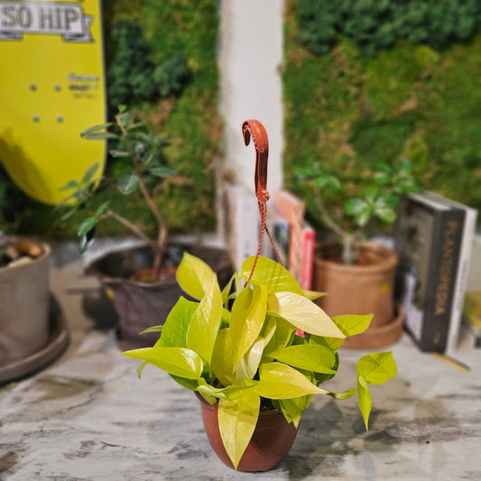 Neon Pothos: Epipremnum aureum - 6 inch hanging basket — indoor plant — indoor plant for sale by Promise Supply for delivery and pickup in Toronto.