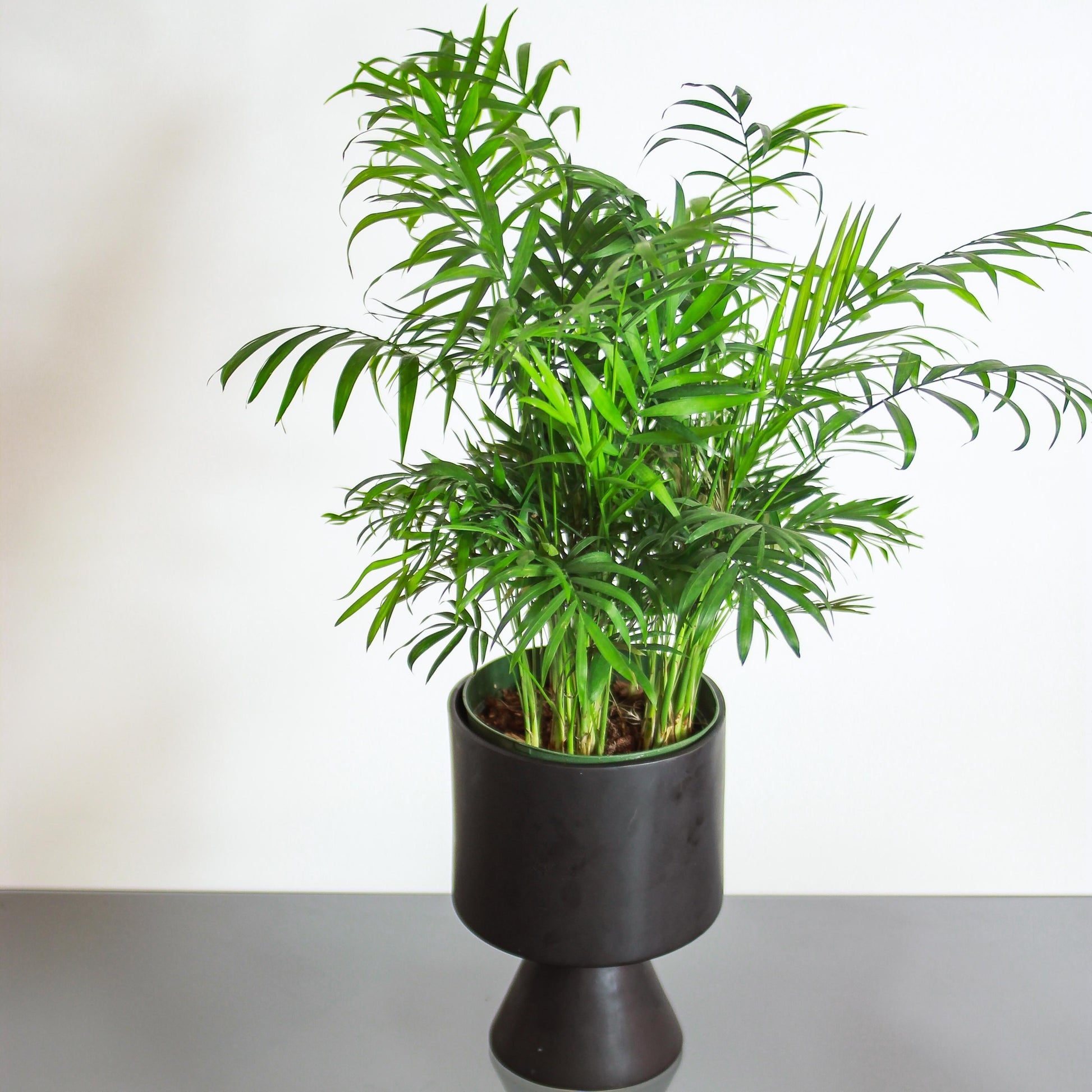 Parlour Palm: Chamaedorea elegans - 6 inch pot — in black planter — indoor plant for sale by Promise Supply for delivery and pickup in Toronto.