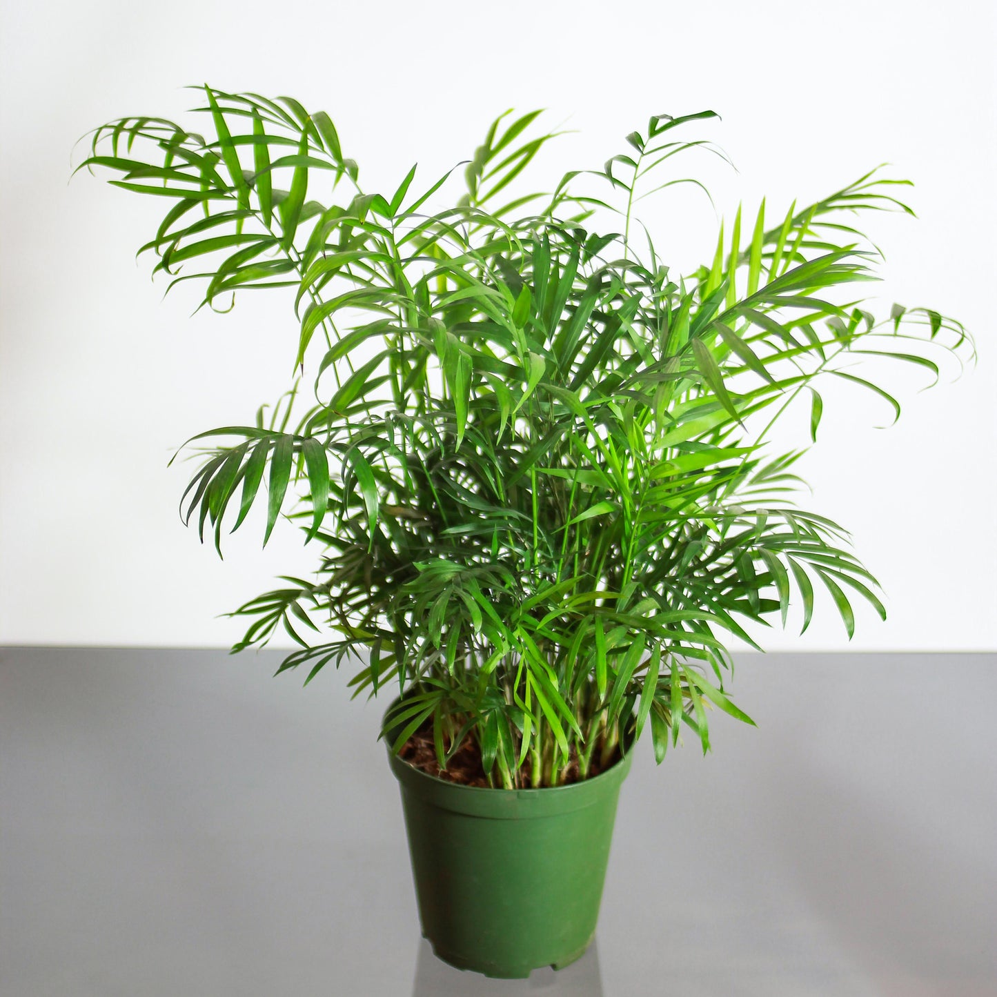 Parlour Palm: Chamaedorea elegans - 6 inch pot — studio photo on white background — indoor plant for sale by Promise Supply for delivery and pickup in Toronto.