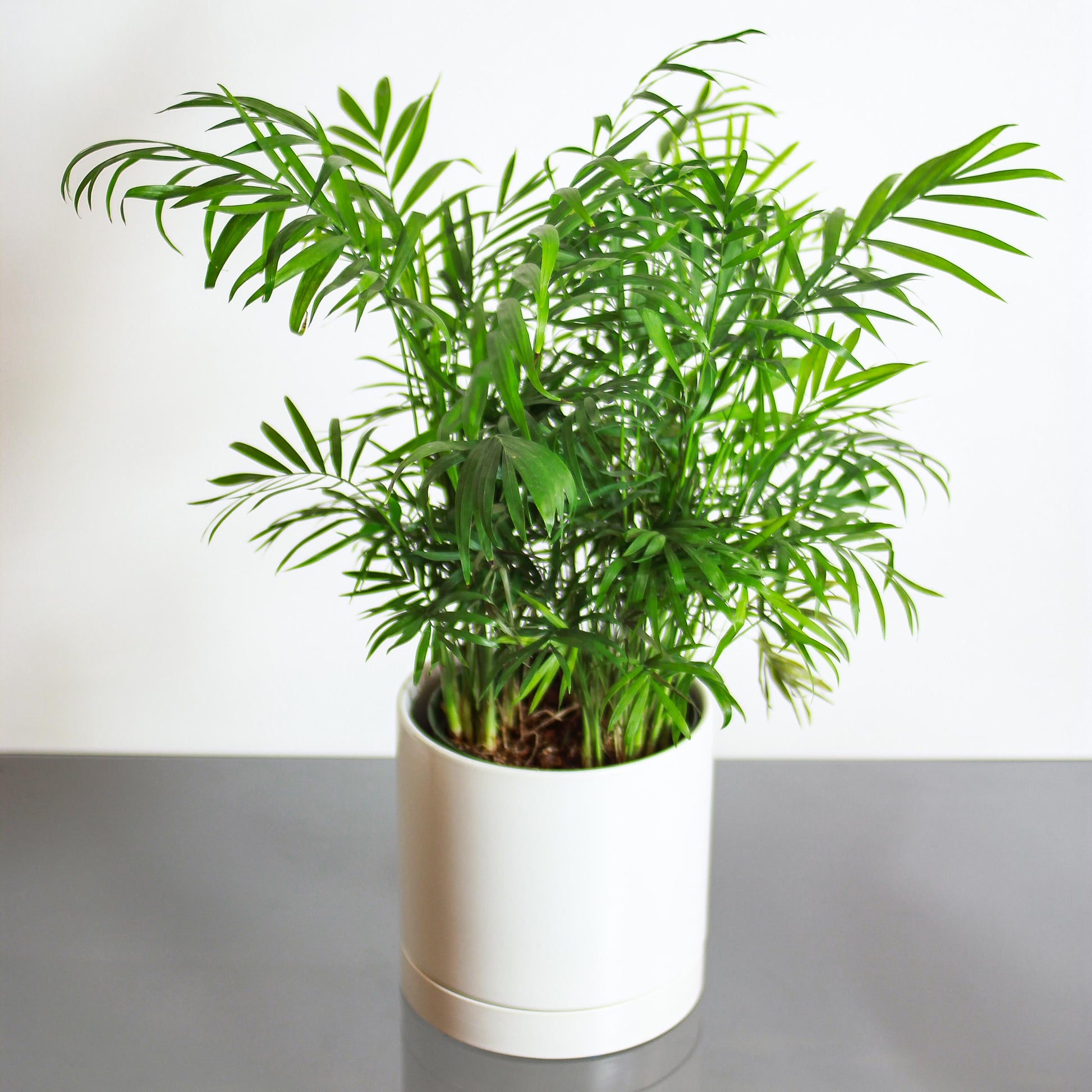 Parlour Palm: Chamaedorea elegans - 6 inch pot — studio photo on white background — indoor plant for sale by Promise Supply for delivery and pickup in Toronto.