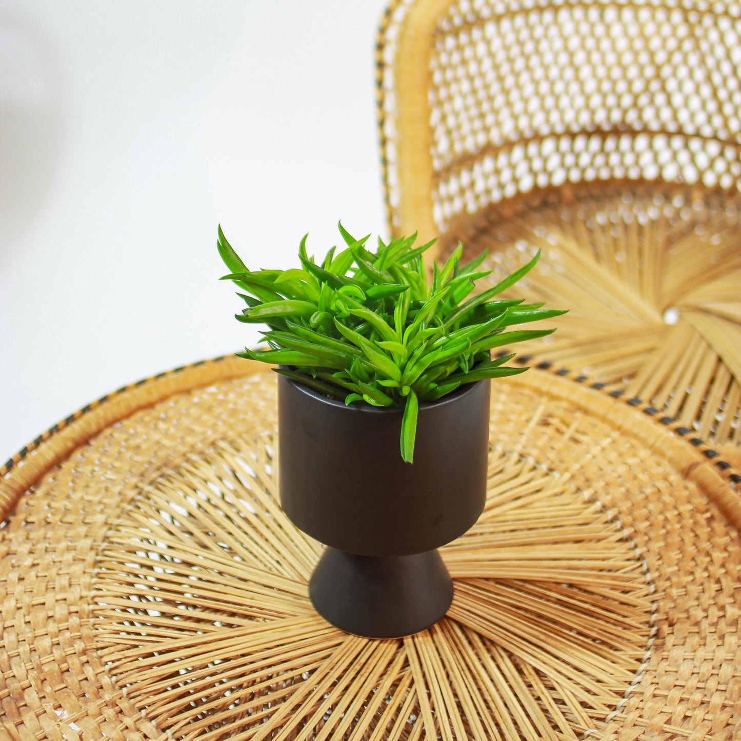 Green Bean Peperomia (Peperomia ferreyrae) in a 5 inch pot. Indoor plant for sale by Promise Supply for delivery and pickup in Toronto