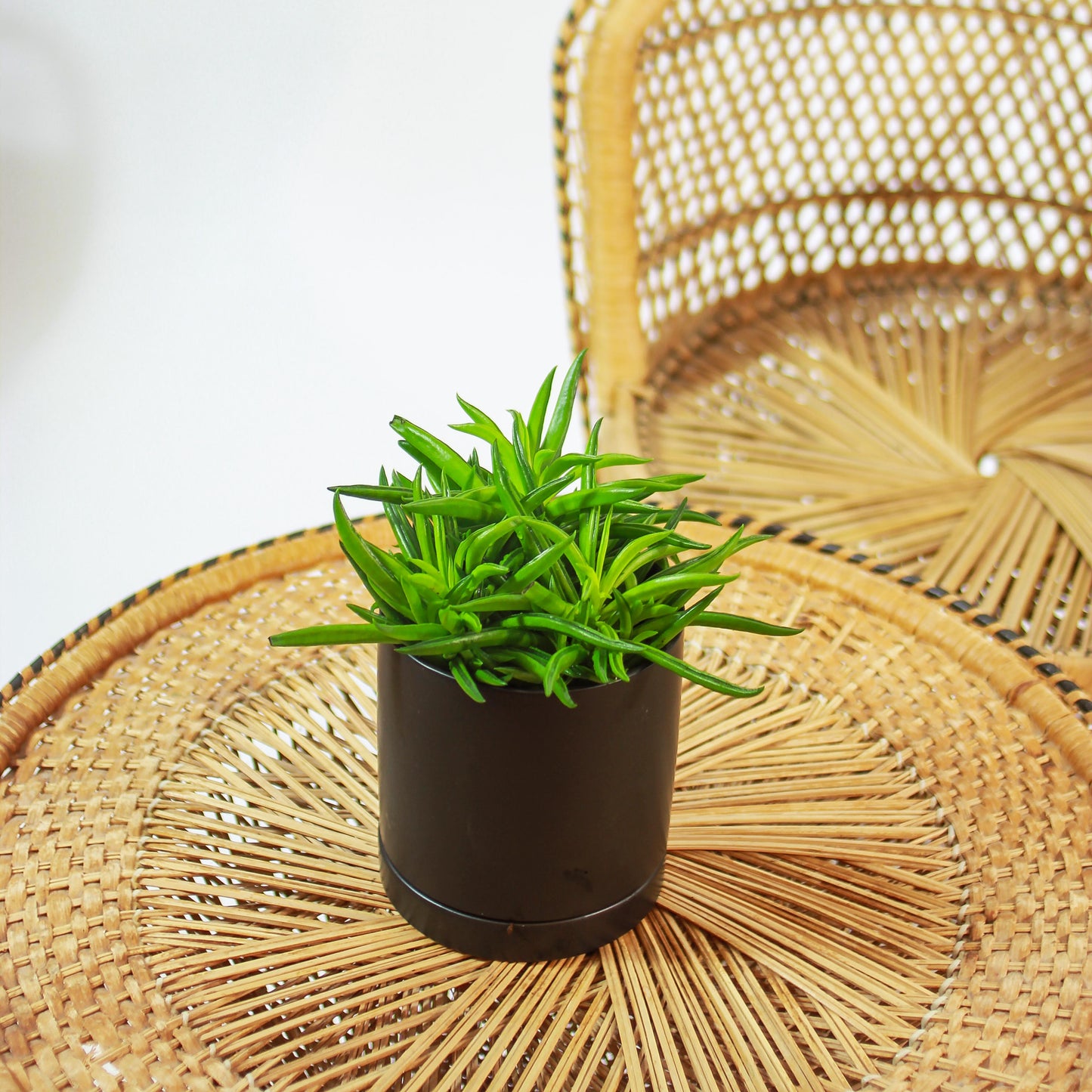 Green Bean Peperomia (Peperomia ferreyrae) in a 5 inch pot. Indoor plant for sale by Promise Supply for delivery and pickup in Toronto