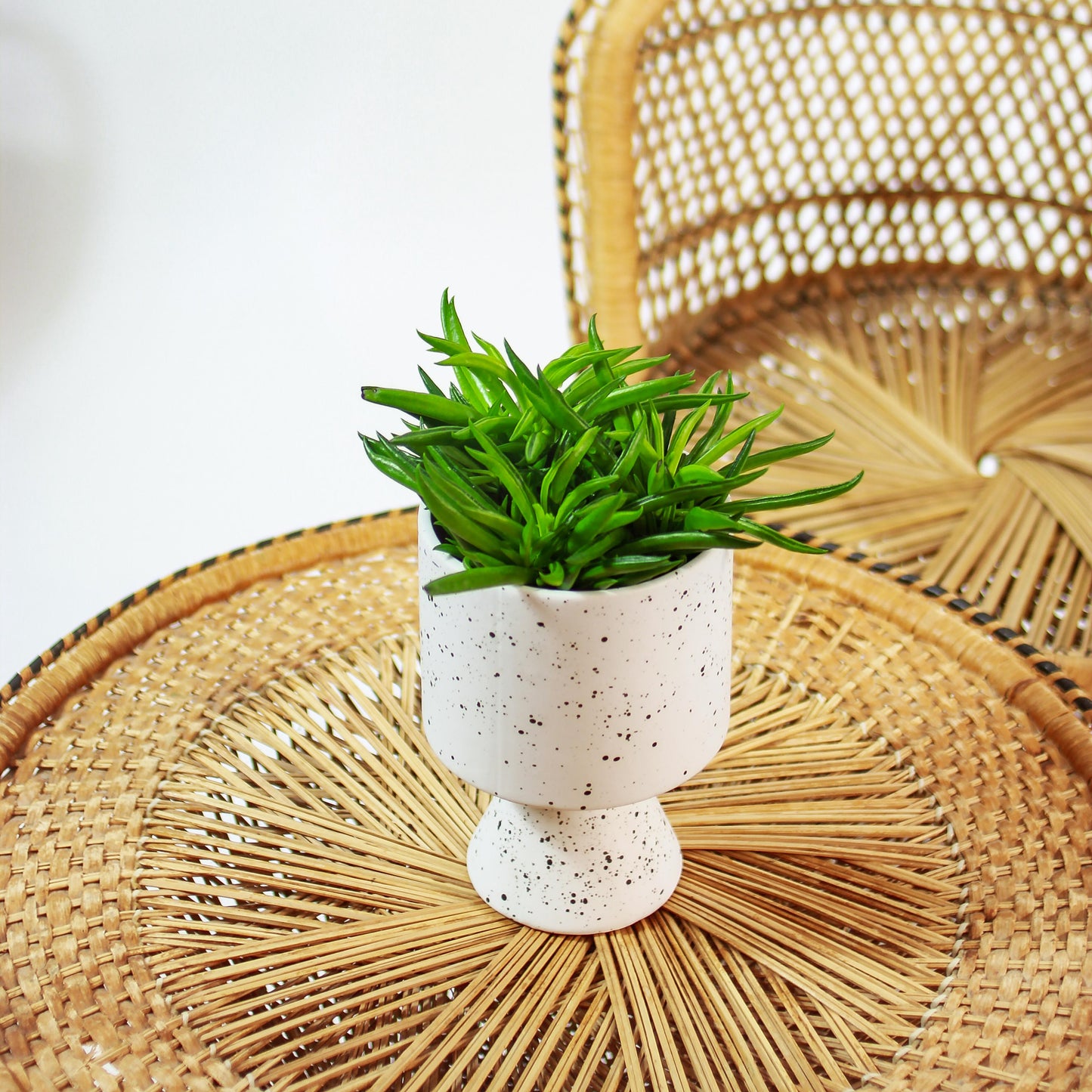 Green Bean Peperomia (Peperomia ferreyrae) in a 5 inch pot. Indoor plant for sale by Promise Supply for delivery and pickup in Toronto