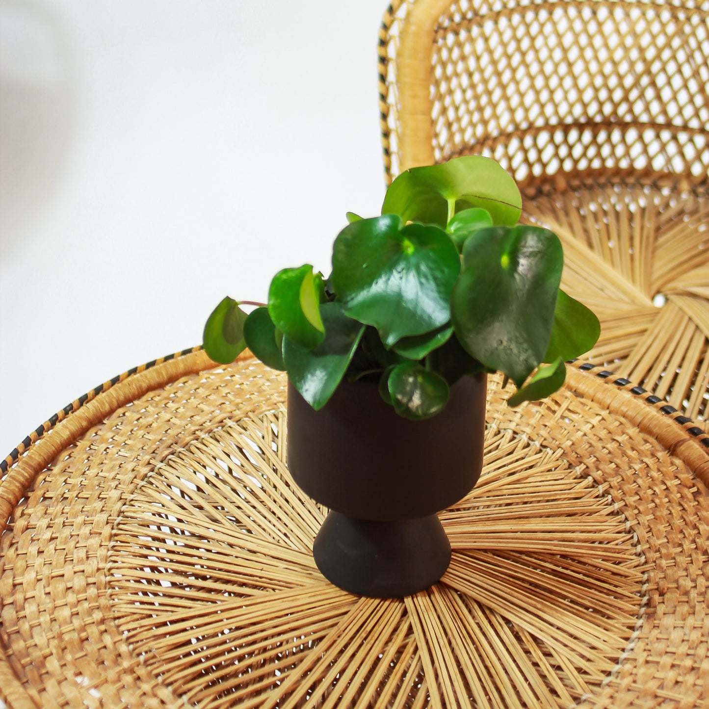 Raindrop Peperomia (Peperomia polybotrya) in a 5 inch pot. Indoor plant for sale by Promise Supply for delivery and pickup in Toronto