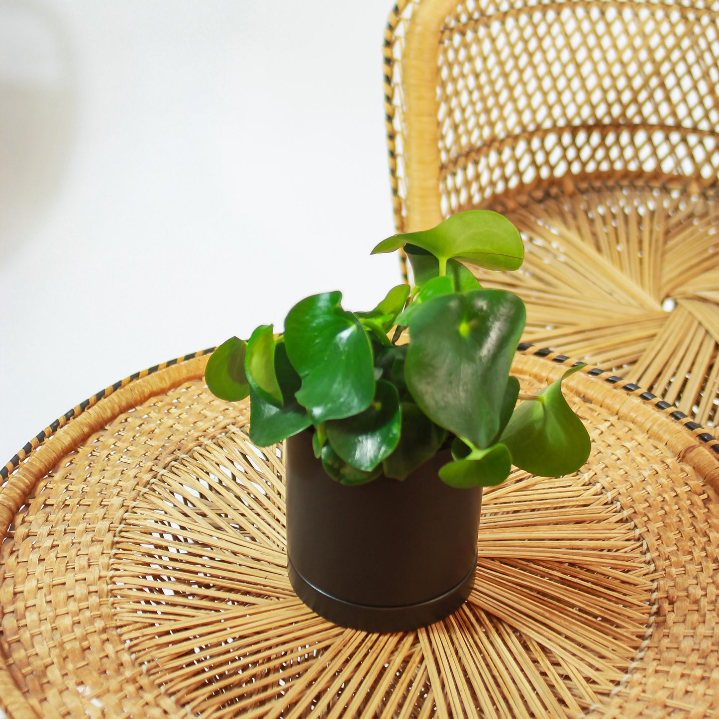 Raindrop Peperomia (Peperomia polybotrya) in a 5 inch pot. Indoor plant for sale by Promise Supply for delivery and pickup in Toronto