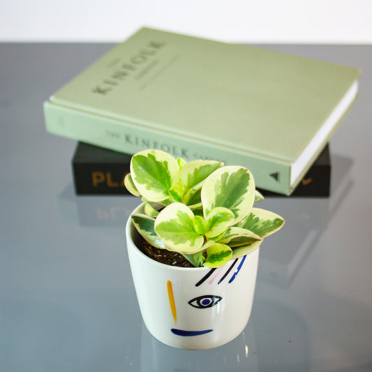 Variegated Baby Rubber Plant (Peperomia obtusifolia) in a 4 inch pot. Indoor plant for sale by Promise Supply for delivery and pickup in Toronto