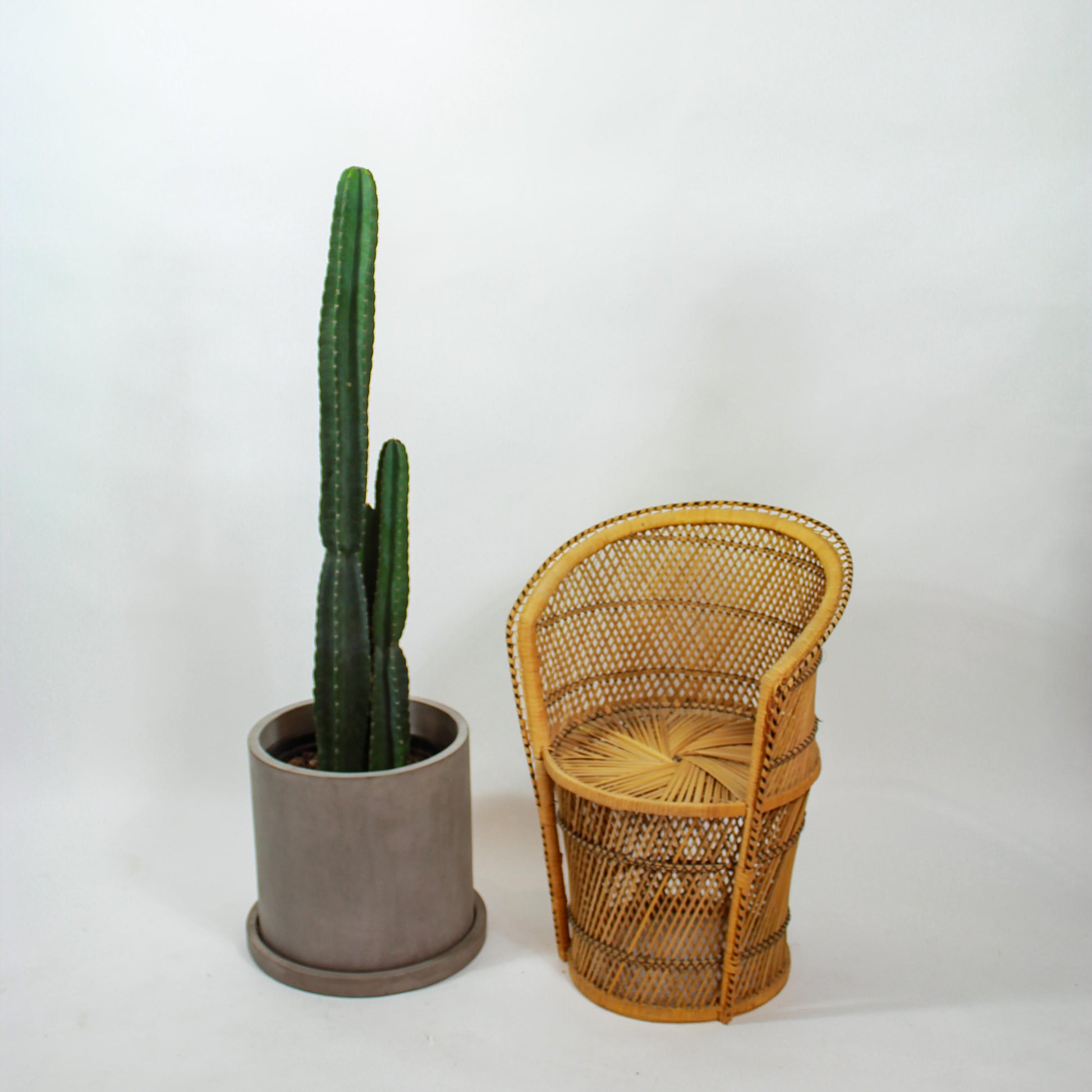 Peruvian Apple Cactus: Cereus repandus - 14 inch pot - 5-6 foot tall — studio photo on white background — indoor plant for sale by Promise Supply for delivery and pickup in Toronto.