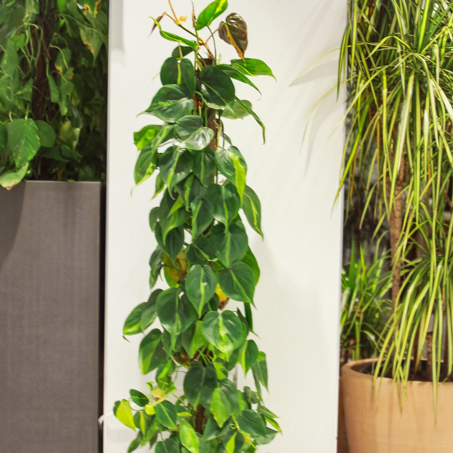 Heart Leaf Philo, Pothos (Philodendron cordatum) in a 10 inch pot. Indoor plant for sale by Promise Supply for delivery and pickup in Toronto