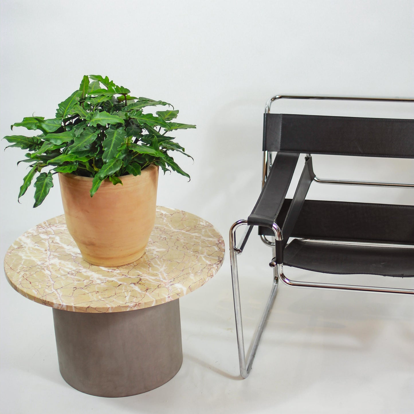 Philo. Xanadu (Philodendron xanadu) in a 10 inch pot. Indoor plant for sale by Promise Supply for delivery and pickup in Toronto
