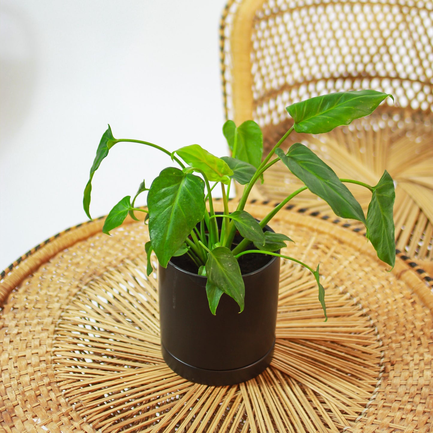 Winterbourn Philo (Philodendron xanadu) in a 5 inch pot. Indoor plant for sale by Promise Supply for delivery and pickup in Toronto