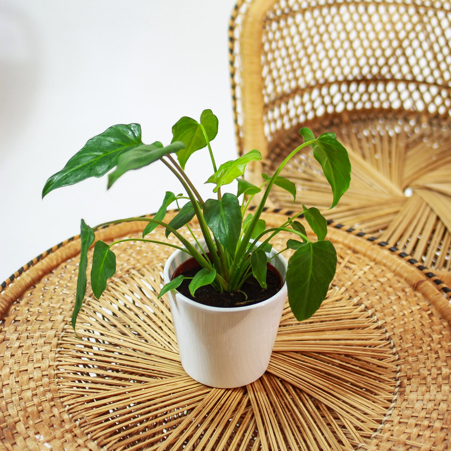 Winterbourn Philo (Philodendron xanadu) in a 5 inch pot. Indoor plant for sale by Promise Supply for delivery and pickup in Toronto