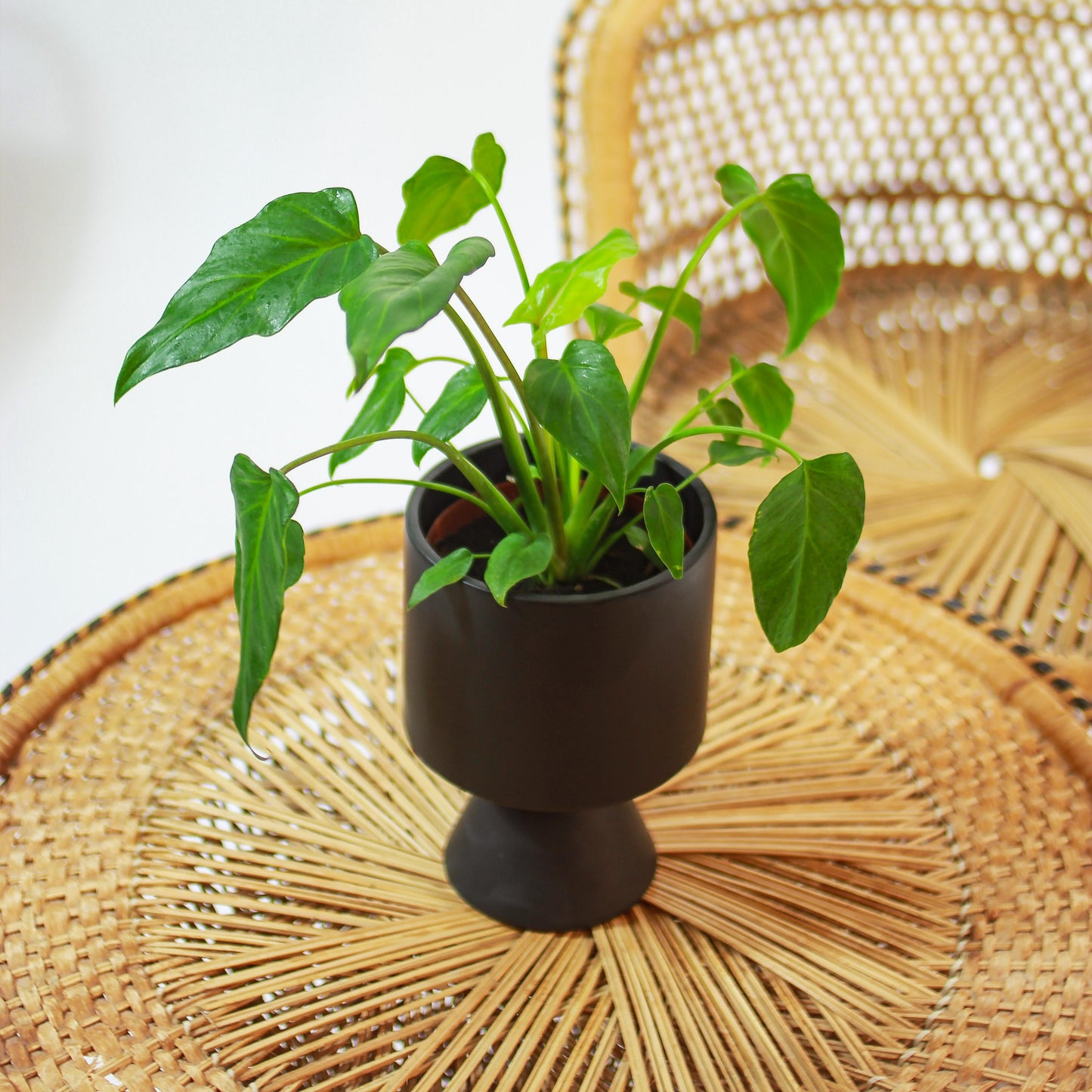 Winterbourn Philo (Philodendron xanadu) in a 5 inch pot. Indoor plant for sale by Promise Supply for delivery and pickup in Toronto