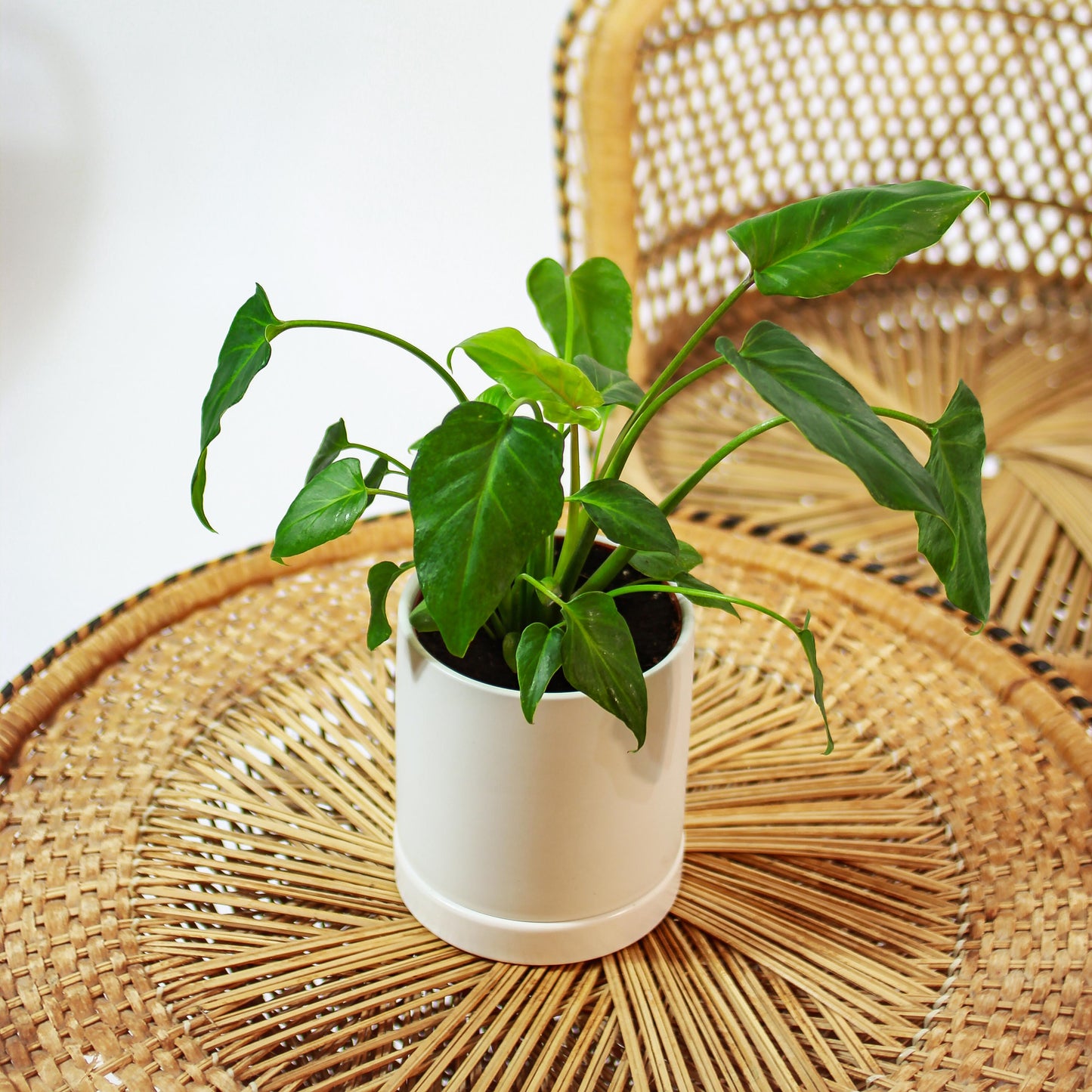 Winterbourn Philo (Philodendron xanadu) in a 5 inch pot. Indoor plant for sale by Promise Supply for delivery and pickup in Toronto