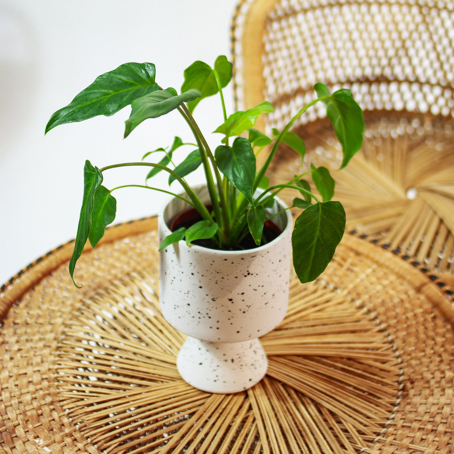 Winterbourn Philo (Philodendron xanadu) in a 5 inch pot. Indoor plant for sale by Promise Supply for delivery and pickup in Toronto