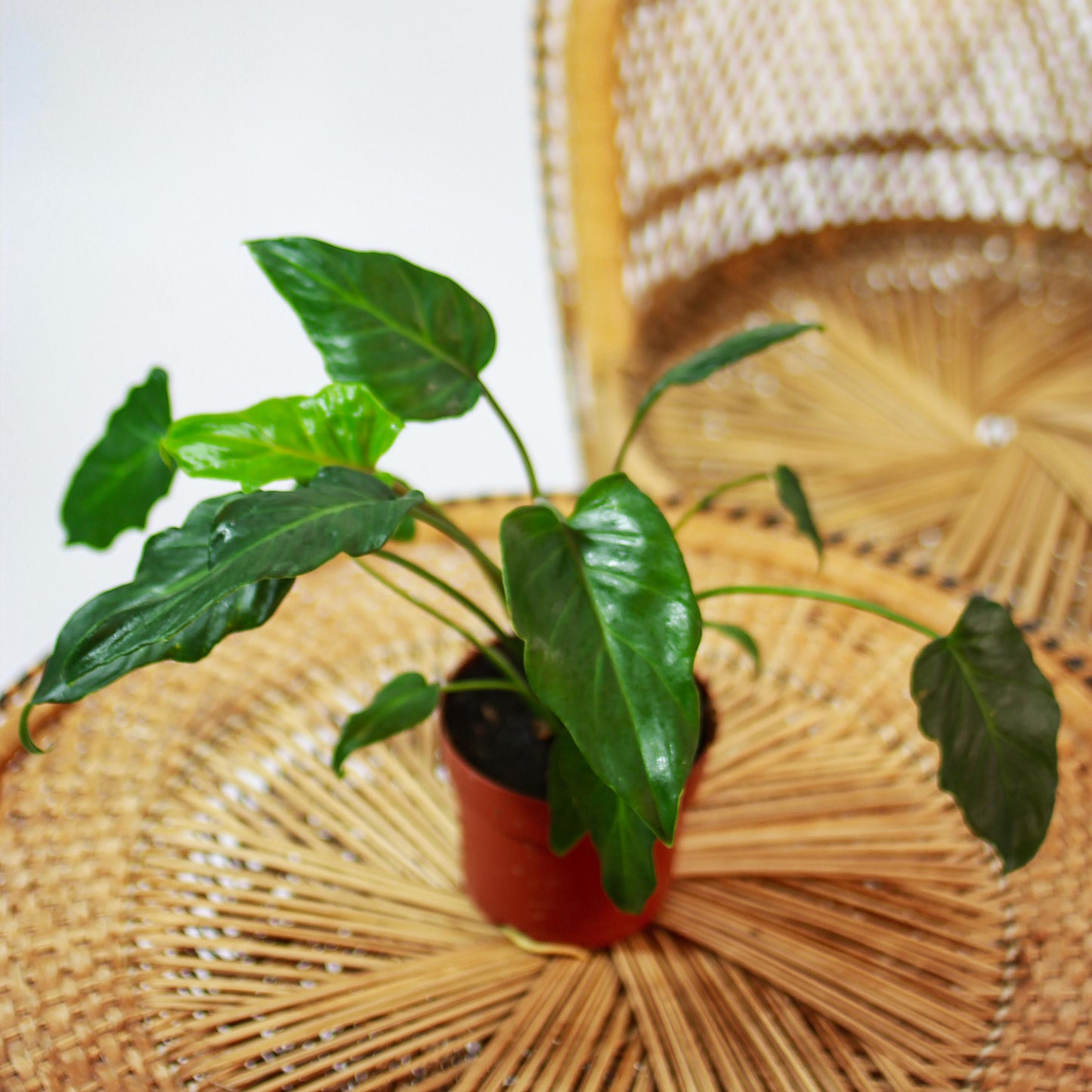 Winterbourn Philo (Philodendron xanadu) in a 5 inch pot. Indoor plant for sale by Promise Supply for delivery and pickup in Toronto