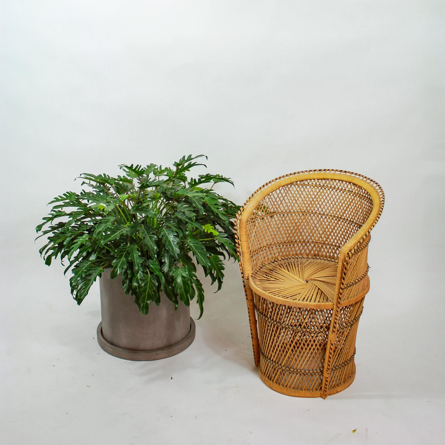 Winderbourn Philo (Philodendron xanadu) in a 14 inch pot. Indoor plant for sale by Promise Supply for delivery and pickup in Toronto