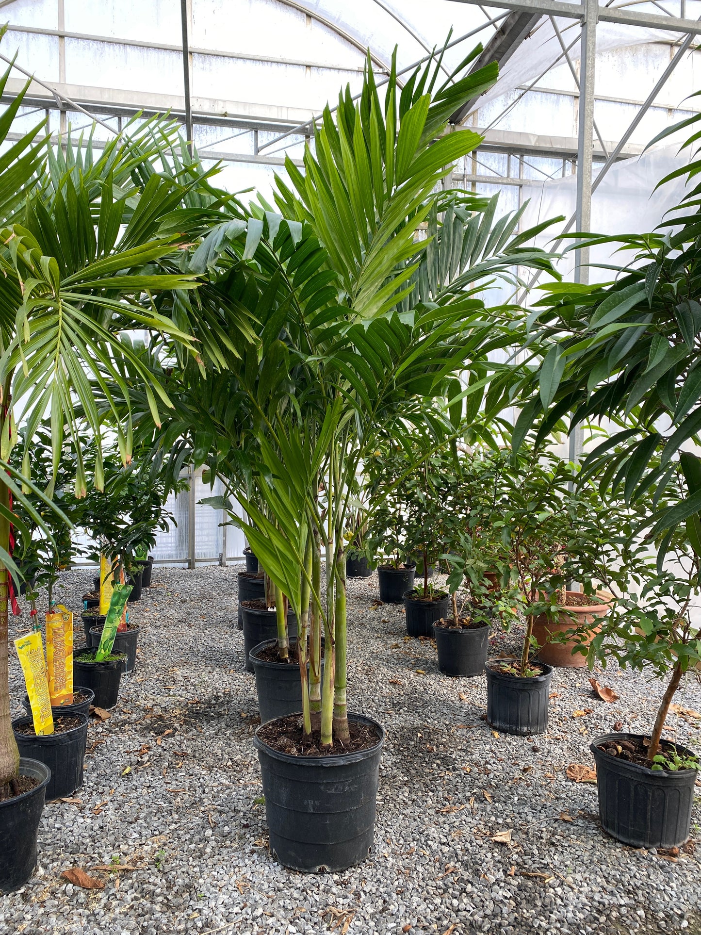 Christmas Palm: Adonidia merrillii - 21 inch pot - 7-8+ foot tall — indoor plant — indoor plant for sale by Promise Supply for delivery and pickup in Toronto.