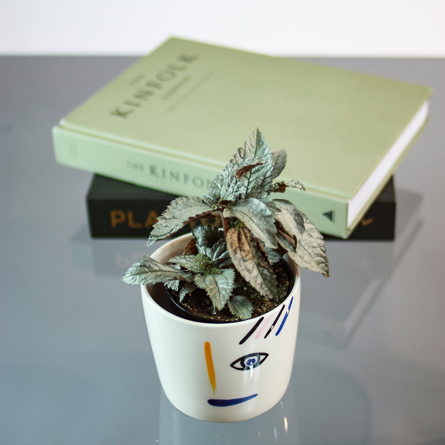 Silver Aluminum Plant (Pilea pubescens 'Silver Cloud') in a 4 inch pot. Indoor plant for sale by Promise Supply for delivery and pickup in Toronto