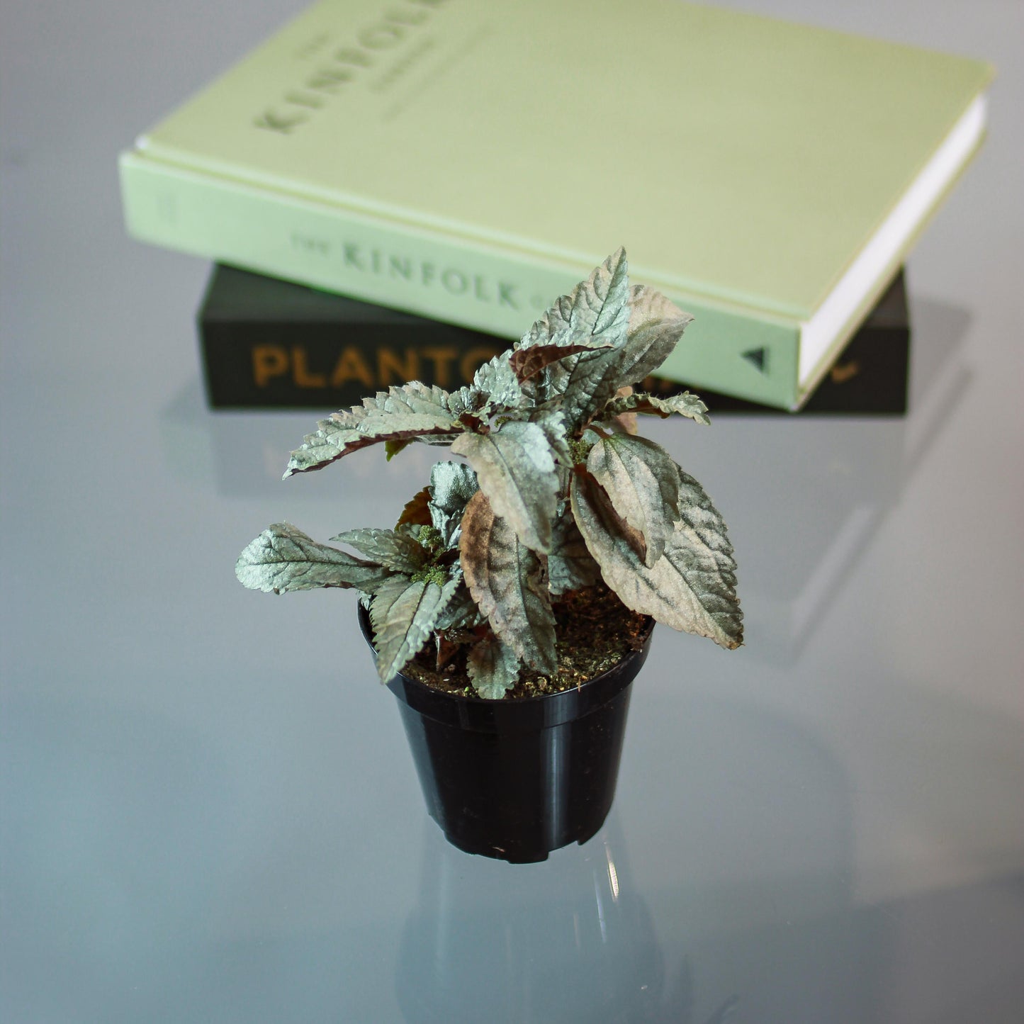 Silver Aluminum Plant (Pilea pubescens) in a 4 inch pot. Indoor plant for sale by Promise Supply for delivery and pickup in Toronto