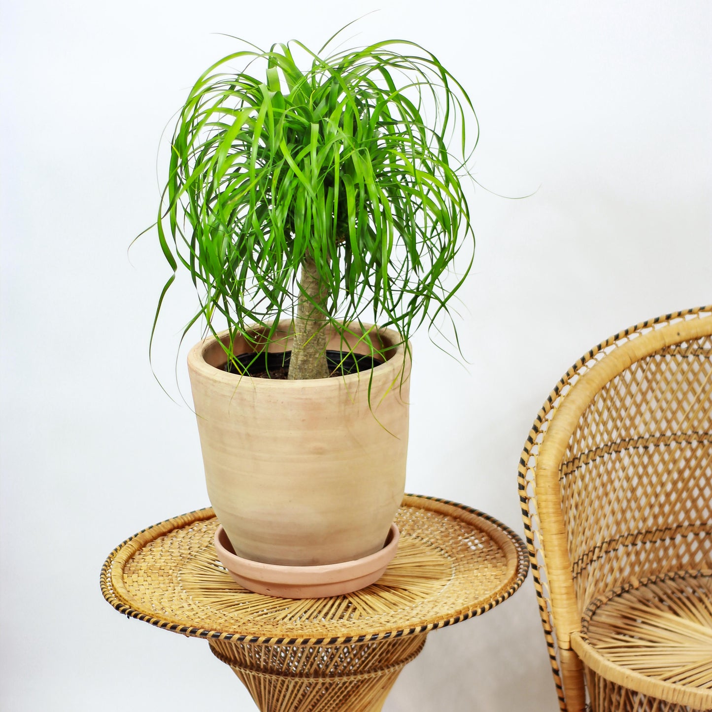 Ponytail Palm: Beaucarnea recurvata - 10 inch pot - 2-3 foot tall — studio photo on white background — indoor plant for sale by Promise Supply for delivery and pickup in Toronto.