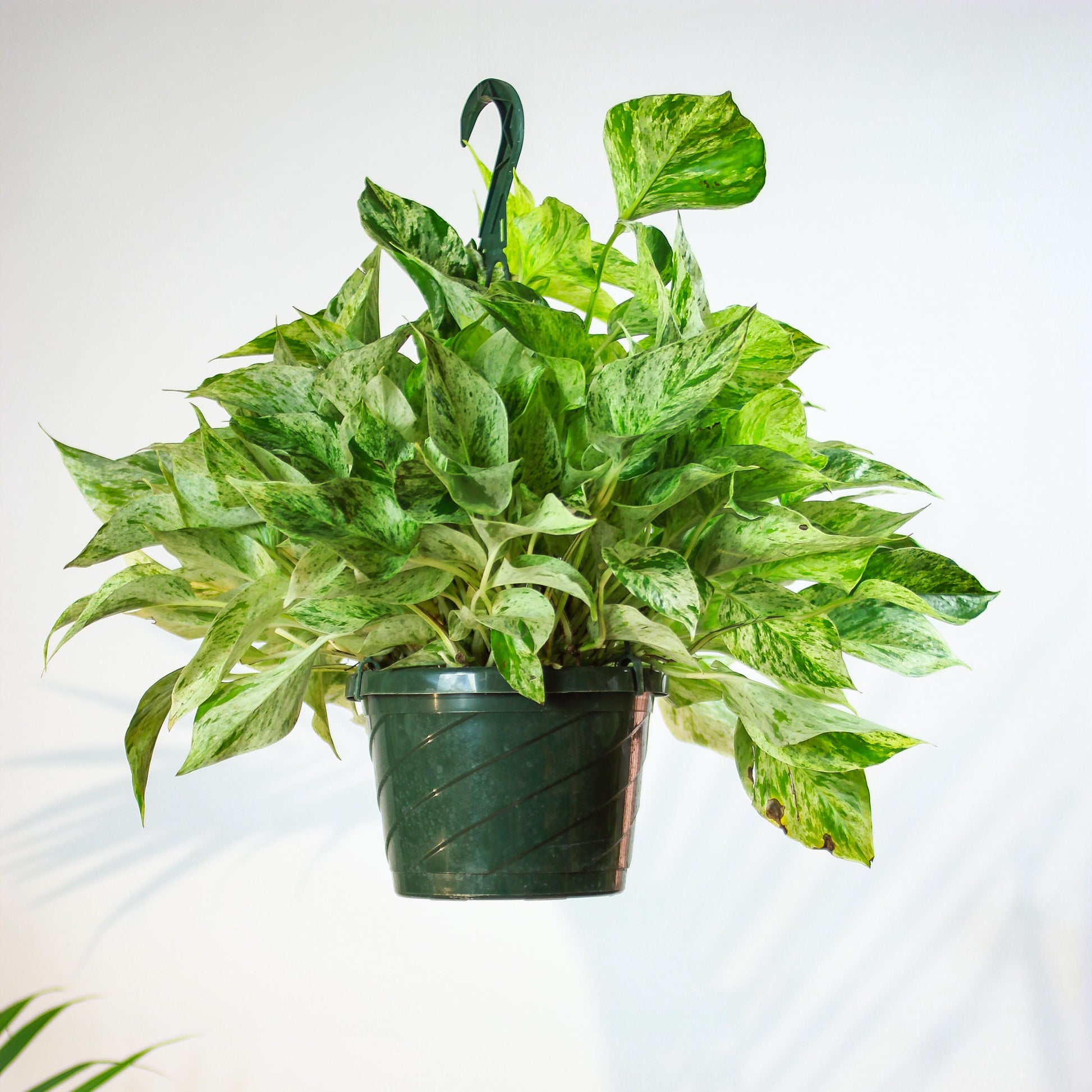 Marble Queen Pothos: Epipremnum aureum - 10 inch hanging basket — plant in pot — indoor plant for sale by Promise Supply for delivery and pickup in Toronto.