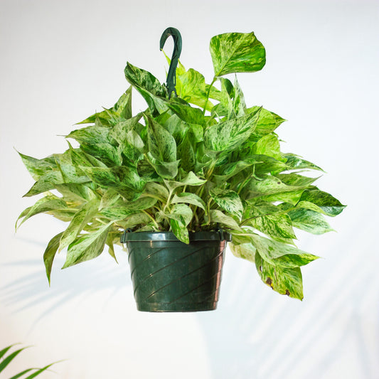Marble Queen Pothos: Epipremnum aureum - 10 inch hanging basket — plant in pot — indoor plant for sale by Promise Supply for delivery and pickup in Toronto.
