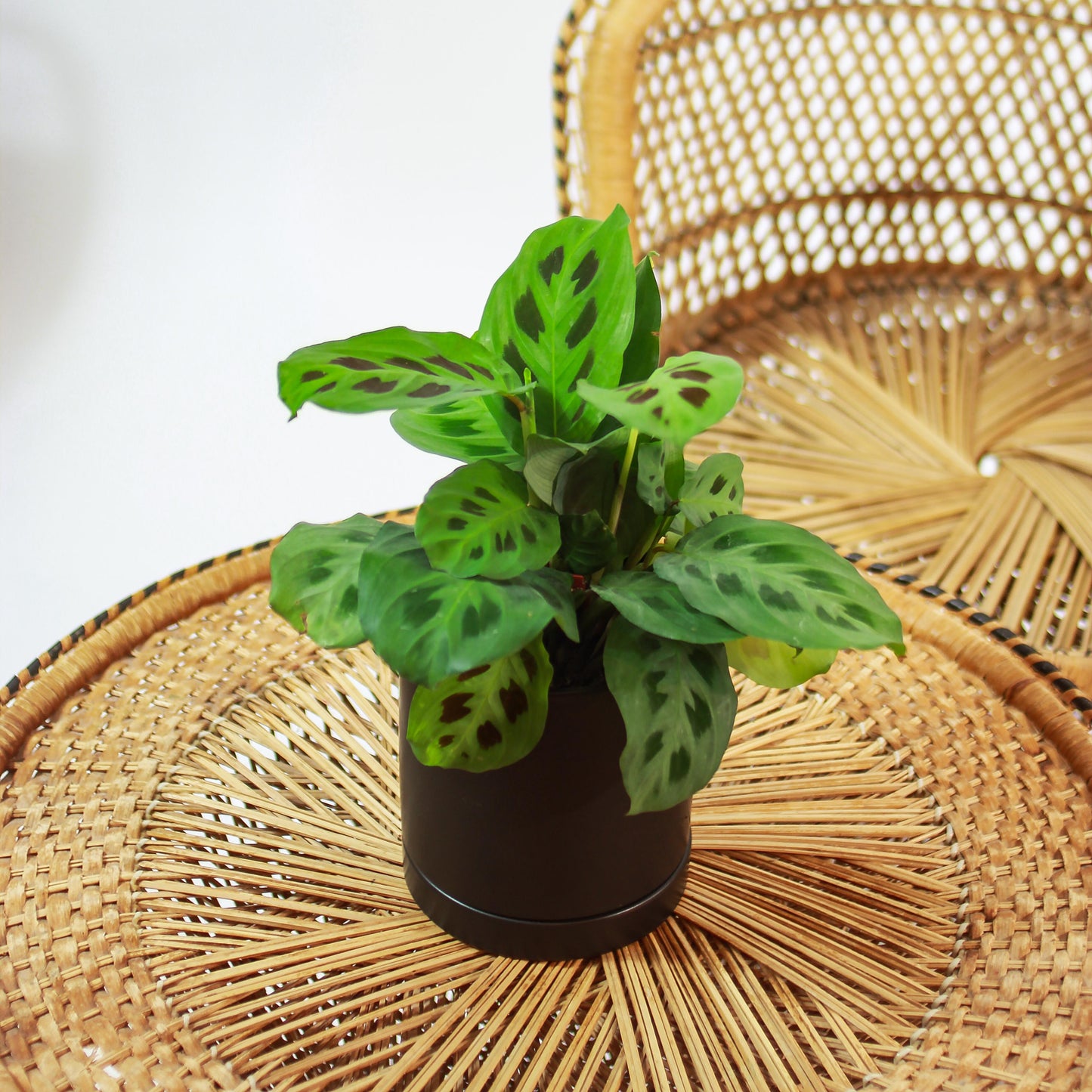 Rabbit Foot Prayer Plant: Maranta leuconeura - 5 inch pot — in black planter — indoor plant for sale by Promise Supply for delivery and pickup in Toronto.