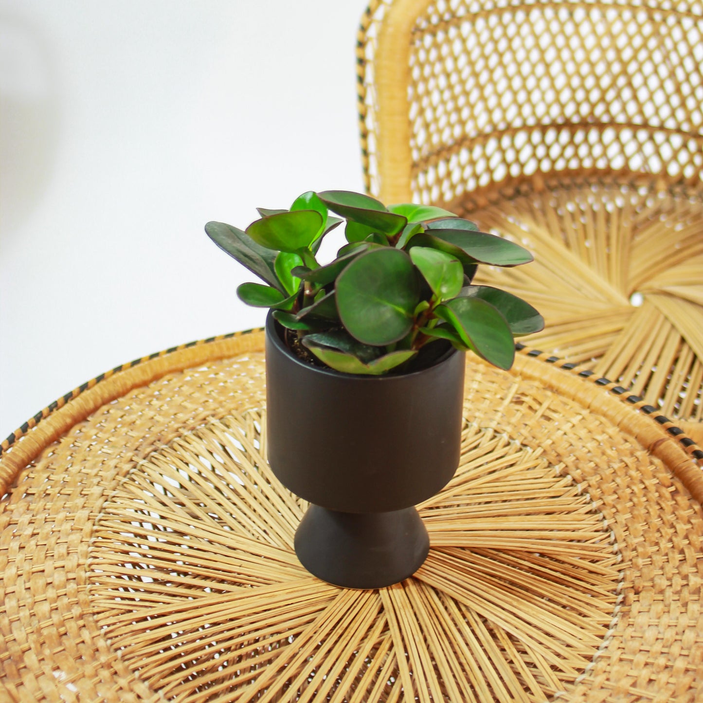 Green Baby Rubber Plant (Peperomia obtusifolia 'Red Edge') in a 5 inch pot. Indoor plant for sale by Promise Supply for delivery and pickup in Toronto