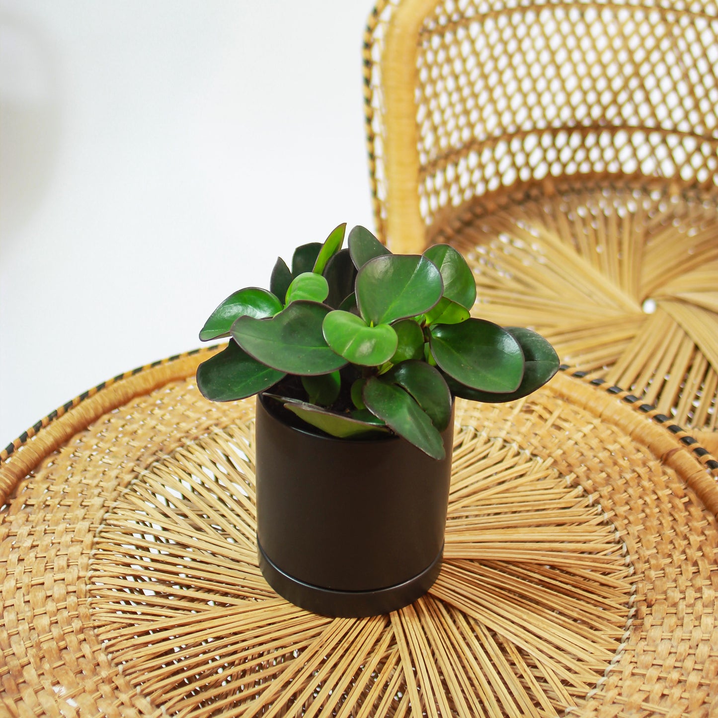 Green Baby Rubber Plant (Peperomia obtusifolia 'Red Edge') in a 5 inch pot. Indoor plant for sale by Promise Supply for delivery and pickup in Toronto