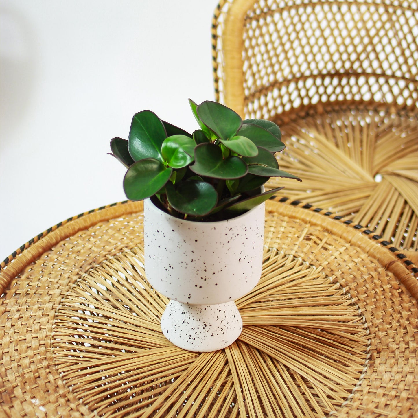 Green Baby Rubber Plant (Peperomia obtusifolia 'Red Edge') in a 5 inch pot. Indoor plant for sale by Promise Supply for delivery and pickup in Toronto