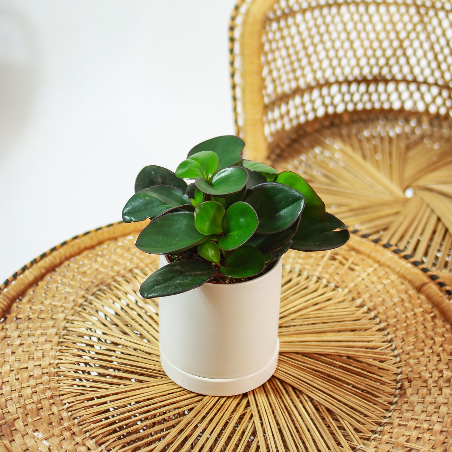 Green Baby Rubber Plant (Peperomia obtusifolia 'Red Edge') in a 5 inch pot. Indoor plant for sale by Promise Supply for delivery and pickup in Toronto