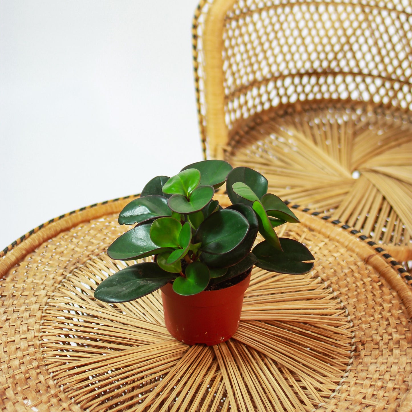 Green Baby Rubber Plant (Peperomia obtusifolia) in a 5 inch pot. Indoor plant for sale by Promise Supply for delivery and pickup in Toronto