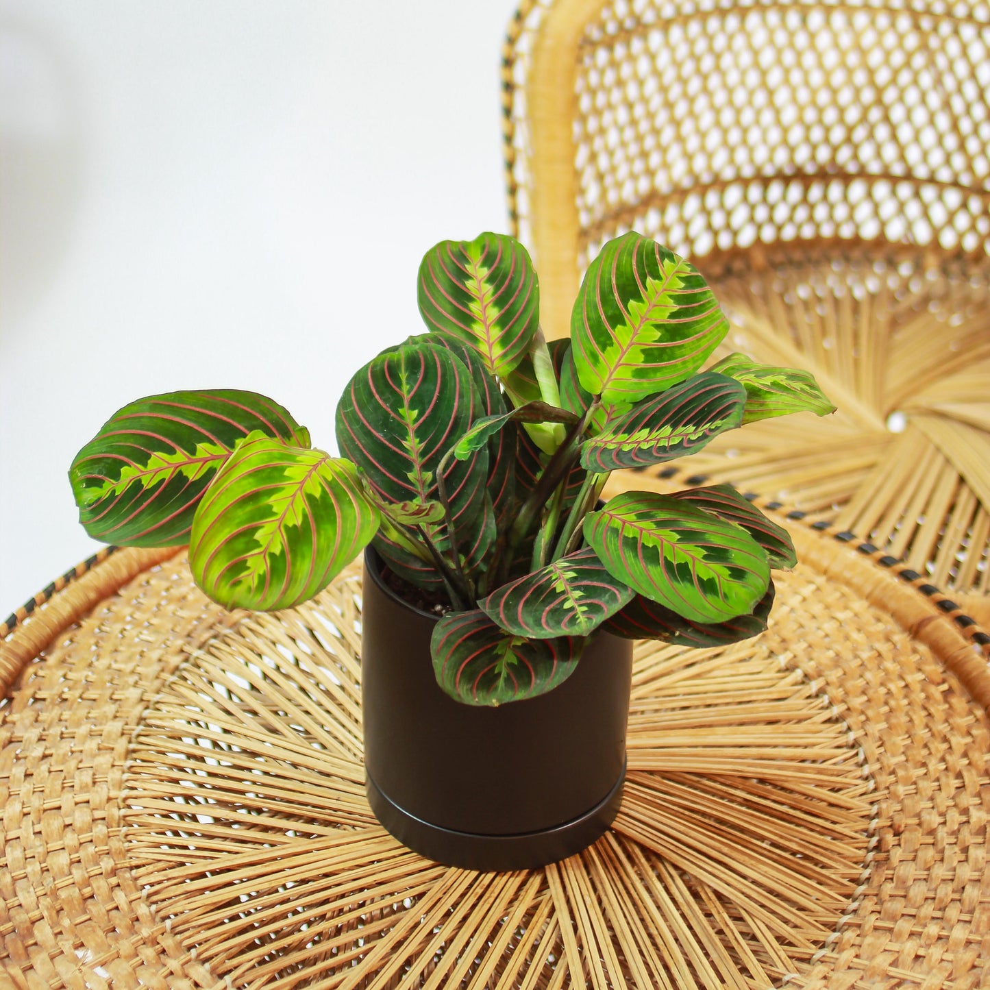 Red Prayer Plant: Maranta leuconeura - 5 inch pot — in black planter — indoor plant for sale by Promise Supply for delivery and pickup in Toronto.